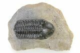 Detailed Reedops Trilobite - Atchana, Morocco #319925-2